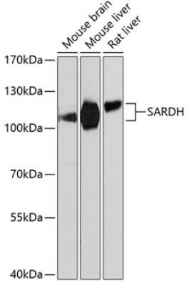 Western Blot: SARDH AntibodyAzide and BSA Free [NBP2-93295]