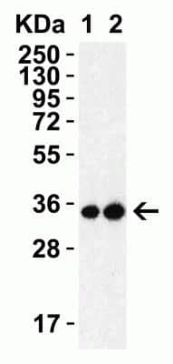 Western Blot: SARS-CoV-2 3CL Protease AntibodyBSA Free [NBP3-07061]