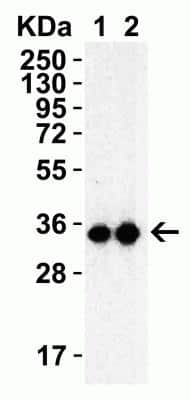 Western Blot: SARS-CoV-2 3CL Protease AntibodyBSA Free [NBP3-07062]