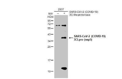 Western Blot: SARS-CoV-2 3CL Protease Antibody [NBP3-13458]