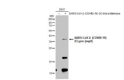 Western Blot: SARS-CoV-2 3CL Protease Antibody [NBP3-13468]