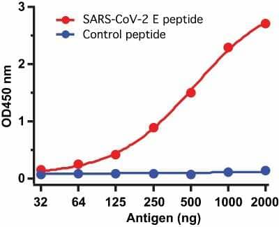 ELISA: SARS-CoV-2 Envelope Antibody - BSA Free [NBP2-41061]