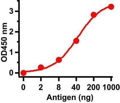 ELISA: SARS-CoV-2 Envelope Antibody - Azide and BSA Free [NBP3-07959]