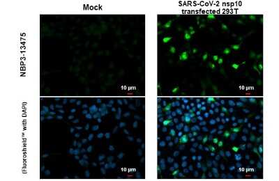 Immunocytochemistry/ Immunofluorescence: SARS-CoV-2 NSP10 Antibody [NBP3-13475]
