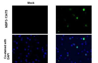 Immunocytochemistry/ Immunofluorescence: SARS-CoV-2 NSP10 Antibody [NBP3-13475]