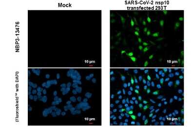 Immunocytochemistry/ Immunofluorescence: SARS-CoV-2 NSP10 Antibody [NBP3-13476]