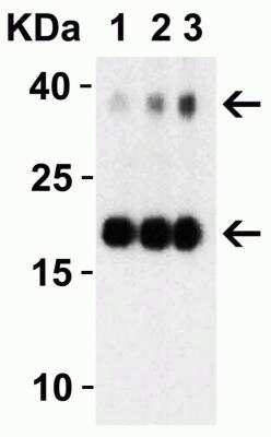 Western Blot: SARS-CoV-2 NSP10 AntibodyBSA Free [NBP3-07057]