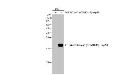 Western Blot: SARS-CoV-2 NSP10 Antibody [NBP3-13475]