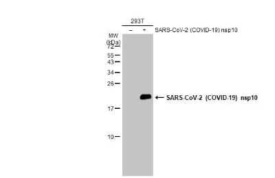 Western Blot: SARS-CoV-2 NSP10 Antibody [NBP3-13476]