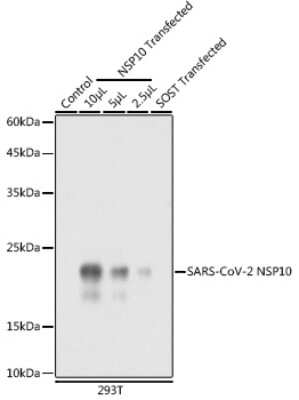 Western Blot: SARS-CoV-2 NSP10 AntibodyAzide and BSA Free [NBP3-16002]