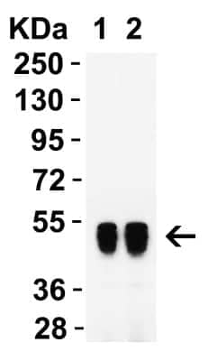 Western Blot: SARS-CoV-2 Nucleocapsid Antibody (3851)BSA Free [NBP3-05706]