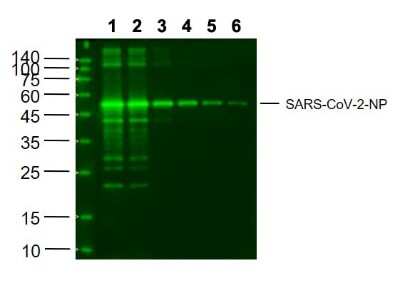 Western Blot: SARS-CoV-2 Nucleocapsid Antibody (6A8)Azide and BSA Free [NBP3-05729]