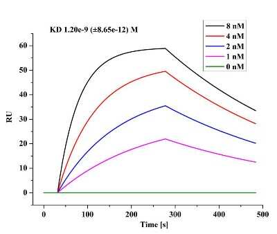 Surface Plasmon Resonance: SARS-CoV-2 Nucleocapsid Antibody (4D0J7)Azide and BSA Free [NBP3-05764]