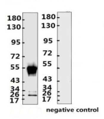 Western Blot: SARS-CoV-2 Nucleocapsid Antibody (N009)BSA Free [NBP3-05721]