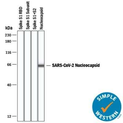 Simple Western: SARS-CoV-2 Nucleocapsid AntibodyBSA Free [NBP3-00510]