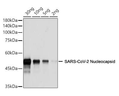 Western Blot: SARS-CoV-2 Nucleocapsid Antibody (ARC2372)BSA Free [NBP3-05730]