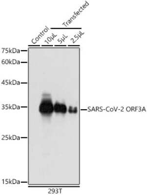 Western Blot: SARS-CoV-2 ORF3a AntibodyAzide and BSA Free [NBP3-15985]