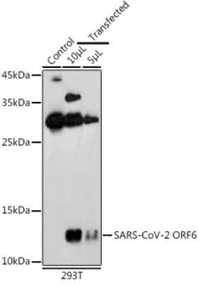 Western Blot: SARS-CoV-2 ORF6 AntibodyAzide and BSA Free [NBP3-16001]