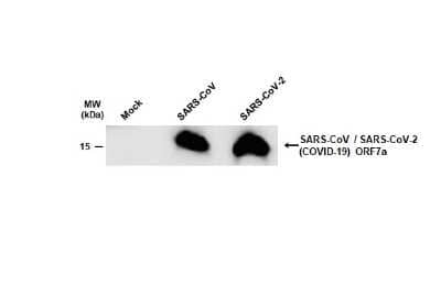 Western Blot: SARS-CoV-2 ORF7a Antibody (3C9) [NBP3-13521]