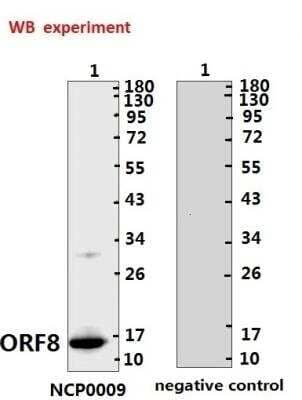 Western Blot: SARS-CoV-2 ORF8 AntibodyBSA Free [NBP3-05720]