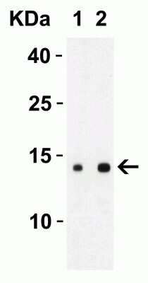 Western Blot: SARS-CoV-2 ORF8 AntibodyBSA Free [NBP3-11934]