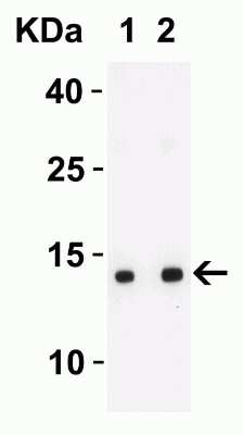 Western Blot: SARS-CoV-2 ORF8 AntibodyBSA Free [NBP3-11935]