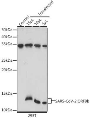 Western Blot: SARS-CoV-2 ORF9b AntibodyAzide and BSA Free [NBP3-15988]