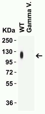 Western Blot: SARS-CoV-2 Spike Antibody (1C3H9)BSA Free [NBP3-12855]