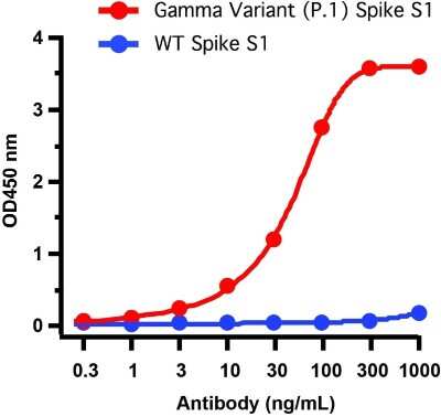 ELISA: SARS-CoV-2 Spike Antibody (5G12G11) - Gamma Variant, P.1, Brazil - BSA Free [NBP3-12856]