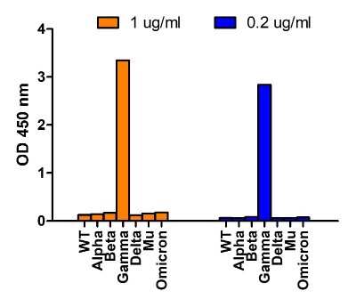 ELISA: SARS-CoV-2 Spike Antibody (5G12G11) - Gamma Variant, P.1, Brazil - BSA Free [NBP3-12856]