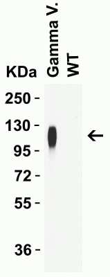 Western Blot: SARS-CoV-2 Spike Antibody (5G12G11)Gamma Variant, P.1, BrazilBSA Free [NBP3-12856]