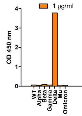 ELISA: SARS-CoV-2 Spike Antibody (5H4C5) - Delta Variant, B.1.617.2, India - BSA Free [NBP3-14792]