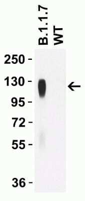 Western Blot: SARS-CoV-2 Spike Antibody (7A4D12)Alpha Variant, B.1.1.7, UKBSA Free [NBP3-12854]