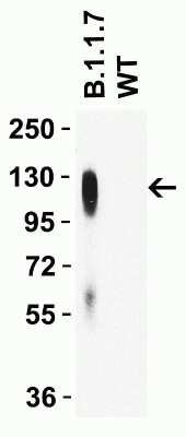 Western Blot: SARS-CoV-2 Spike Antibody (7C11H11)Alpha Variant, B.1.1.7, UKBSA Free [NBP3-11942]