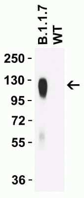 Western Blot: SARS-CoV-2 Spike Antibody (9F7E4)Alpha Variant, B.1.1.7, UKBSA Free [NBP3-11941]