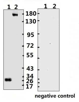 Western Blot: SARS-CoV-2 Spike Antibody (B004N)(ECD)Azide and BSA Free [NBP3-05724]