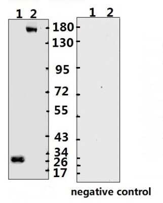 Western Blot: SARS-CoV-2 Spike Antibody (B004Y)(ECD)BSA Free [NBP3-05723]