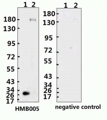 Western Blot: SARS-CoV-2 Spike Antibody (B005N)(ECD)Azide and BSA Free [NBP3-05722]