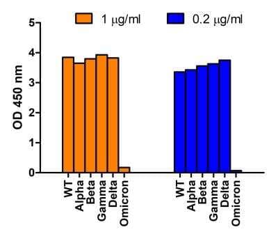 ELISA: SARS-CoV-2 Spike Antibody - BSA Free [NBP3-11940]