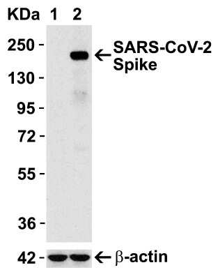 Western Blot: SARS-CoV-2 Spike AntibodyBSA Free [NBP2-41058]