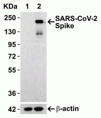 Western Blot: SARS-CoV-2 Spike AntibodyBSA Free [NBP3-11940]