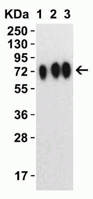 Western Blot: SARS-CoV-2 Spike AntibodyBSA Free [NBP3-11940]