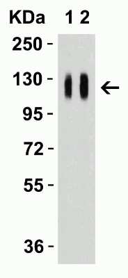 Western Blot: SARS-CoV-2 Spike AntibodyBSA Free [NBP3-11940]