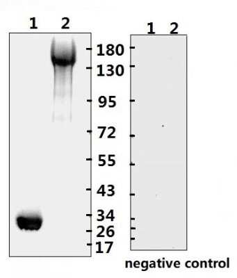 Western Blot: SARS-CoV-2 Spike RBD Antibody (B001N)(RBD)Azide and BSA Free [NBP3-05728]