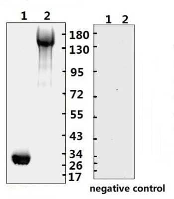 Western Blot: SARS-CoV-2 Spike RBD Antibody (B001Y)(RBD)BSA Free [NBP3-05725]