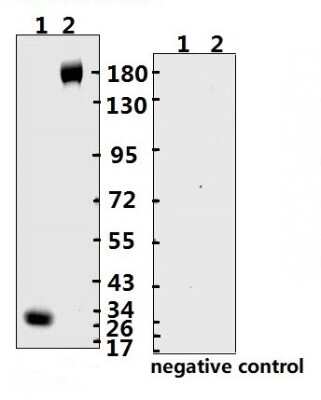 Western Blot: SARS-CoV-2 Spike RBD Antibody (B003N)(RBD)Azide and BSA Free [NBP3-05727]