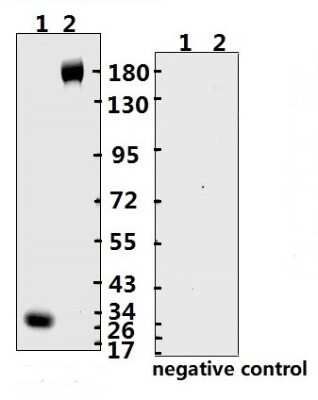 Western Blot: SARS-CoV-2 Spike RBD Antibody (B003Y)(RBD)BSA Free [NBP3-05726]