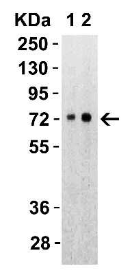 Western Blot: SARS-CoV-2 Spike S2 AntibodyBSA Free [NBP3-05700]