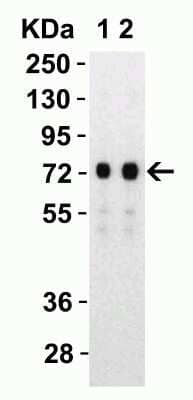 Western Blot: SARS-CoV-2 Spike S2 AntibodyBSA Free [NBP3-05701]