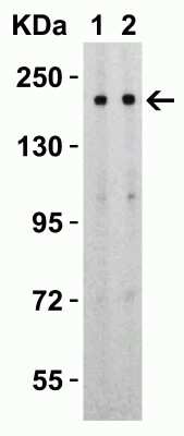 Western Blot: SARS-CoV-2 Spike S2 AntibodyBSA Free [NBP3-05701]